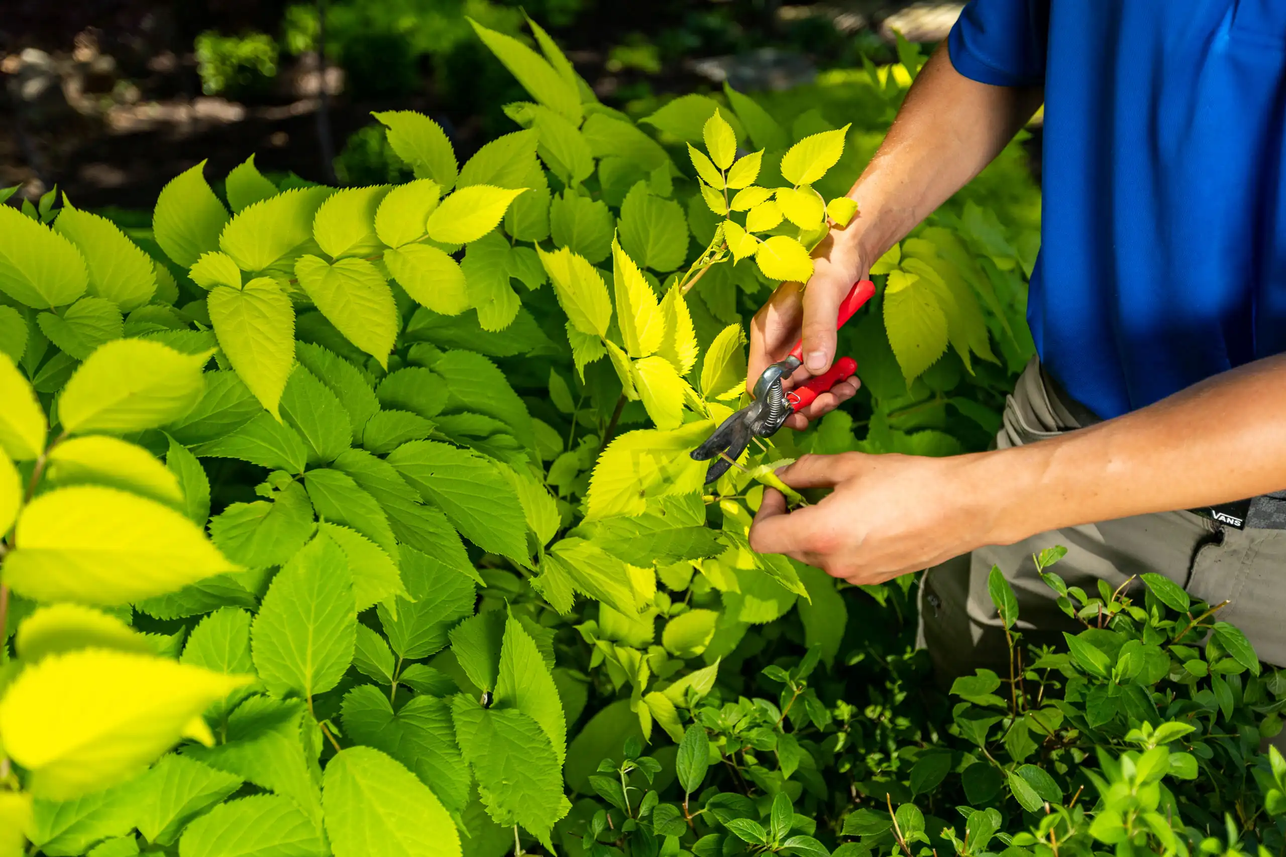 overland-park-ks-fine-gardening-services